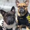 Fresh Pawz Woof Dog Hoodie