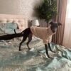 Winter Warm Knitted Turtleneck Sweater for Small Dogs or Cats