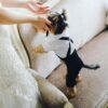 Handsome Stylish Pet Suit with Bow Tie
