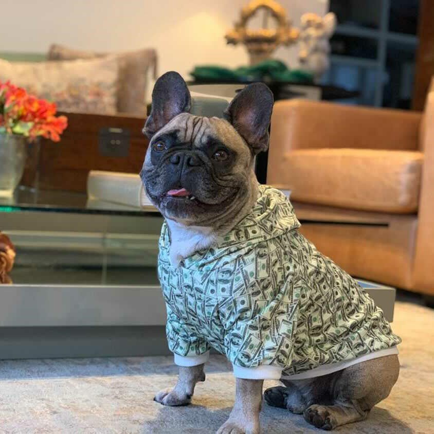 Money Print Dog Hoodie