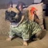Money Print Dog Hoodie