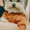 Winter Warm Knitted Turtleneck Sweater for Small Dogs or Cats