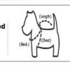 Handsome Stylish Pet Suit with Bow Tie