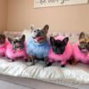 Haute Couture Feathered Luxury Pet Sweater