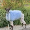 Haute Couture Feathered Luxury Pet Sweater